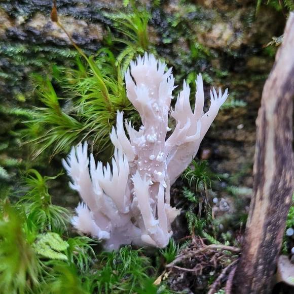 Meet your Posher, Mélissa - Picture 1 of 1